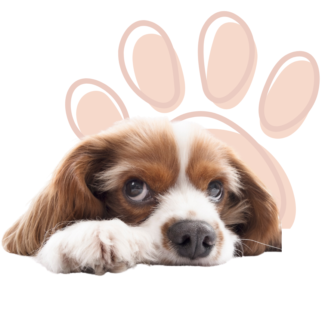 cachorro fofo deitado olhando para frente